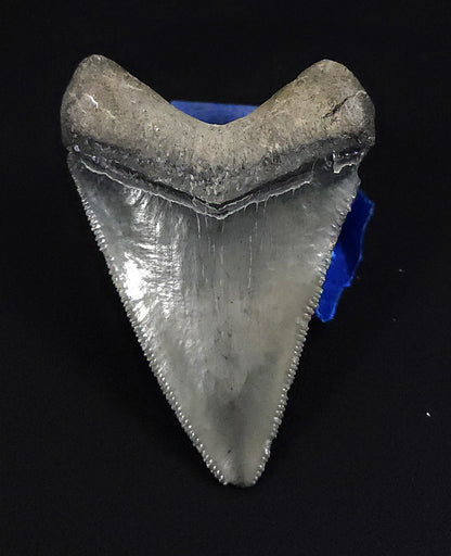 Authentic, 2.25" Fossil Megalodon Tooth - Venice, Florida
