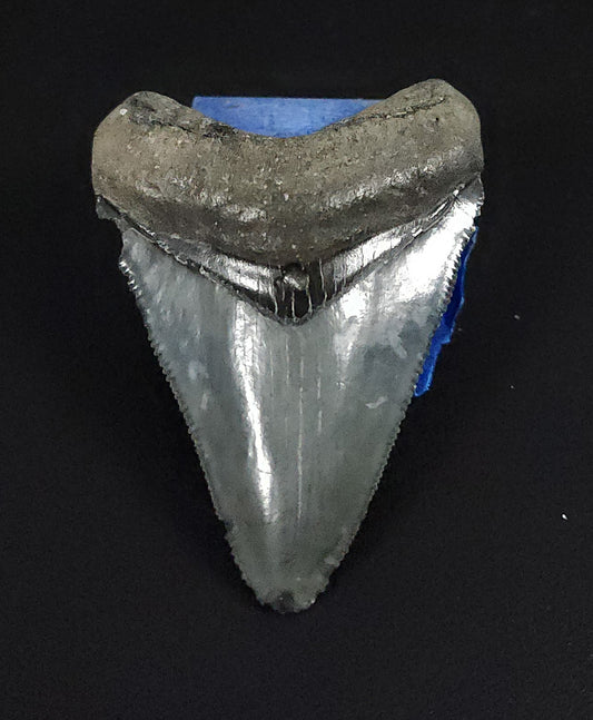 Authentic, 2.13" Fossil Megalodon Tooth - Venice, Florida