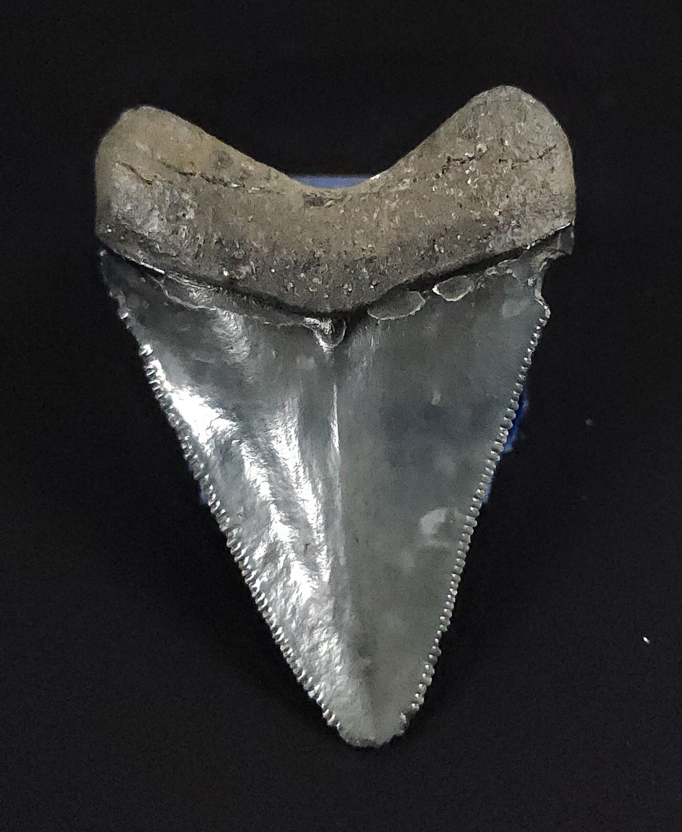 Authentic, 2.13" Fossil Megalodon Tooth - Venice, Florida