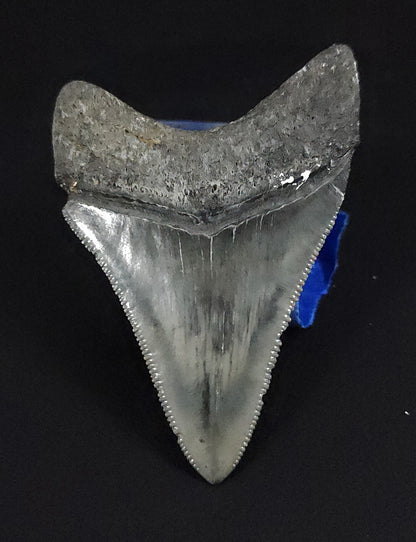 Authentic, 2.34" Fossil Megalodon Tooth - Venice, Florida