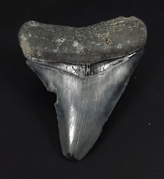 Authentic, 2.58" Fossil Megalodon Tooth - Venice, Florida