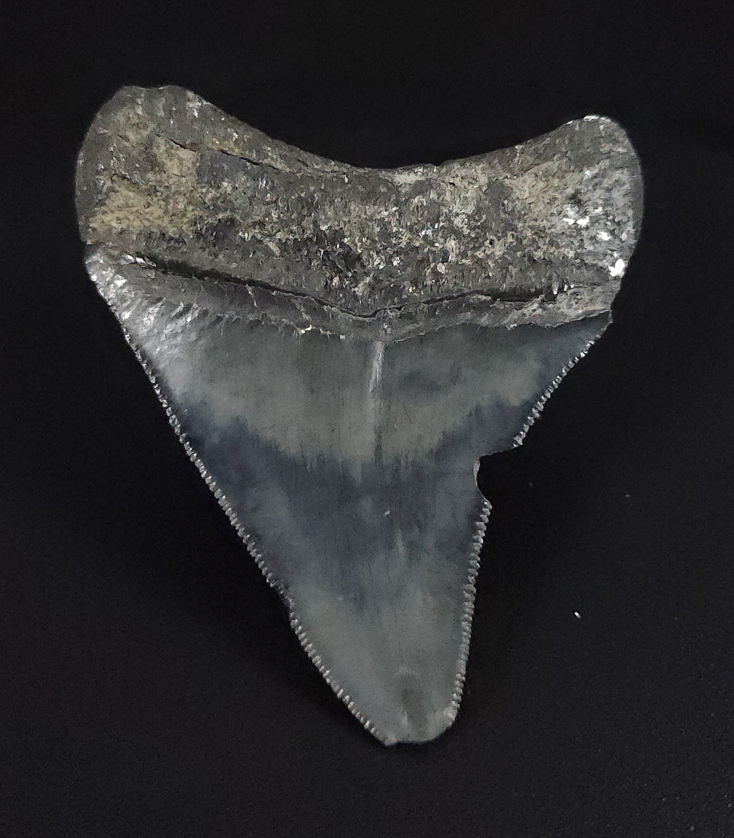 Authentic, 2.58" Fossil Megalodon Tooth - Venice, Florida