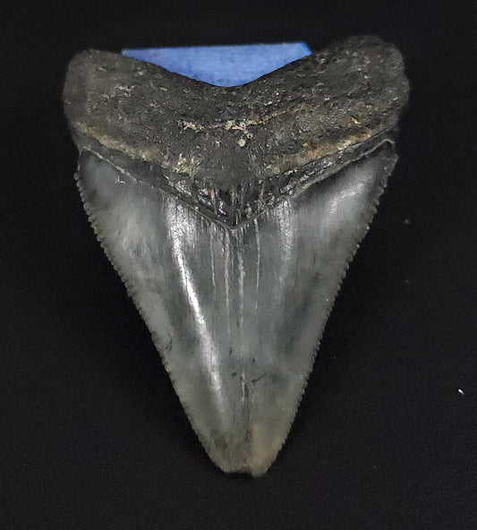 Authentic, 2.07" Fossil Megalodon Tooth - Venice, Florida
