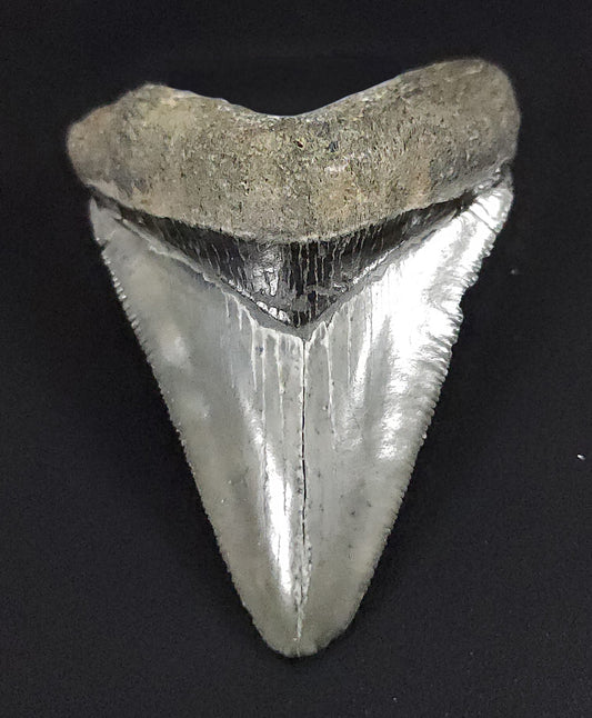 Authentic, 2.38" Fossil Megalodon Tooth - Venice, Florida