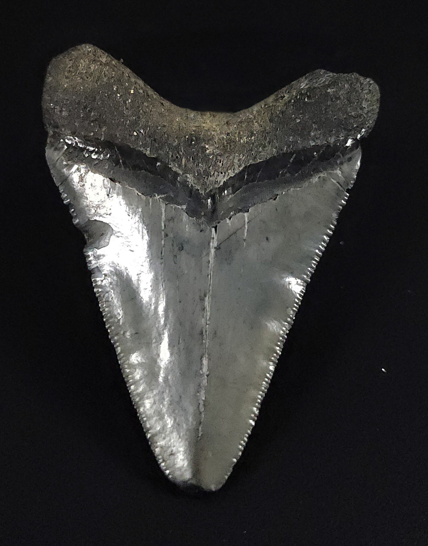 Authentic, 2.38" Fossil Megalodon Tooth - Venice, Florida