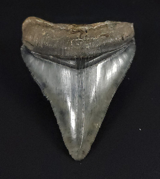 Authentic, 2.26" Fossil Megalodon Tooth - Venice, Florida