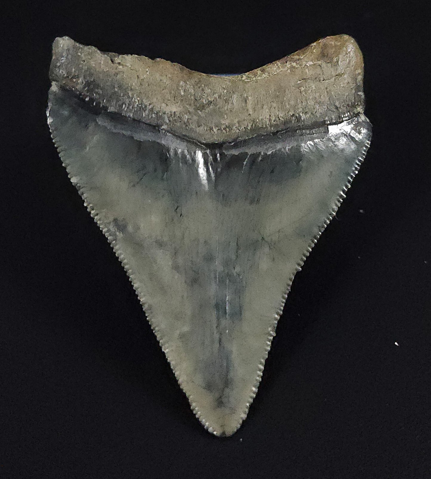Authentic, 2.26" Fossil Megalodon Tooth - Venice, Florida