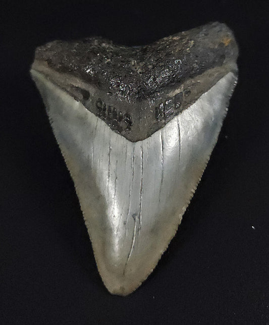 Authentic, 2.55" Fossil Megalodon Tooth - Venice, Florida