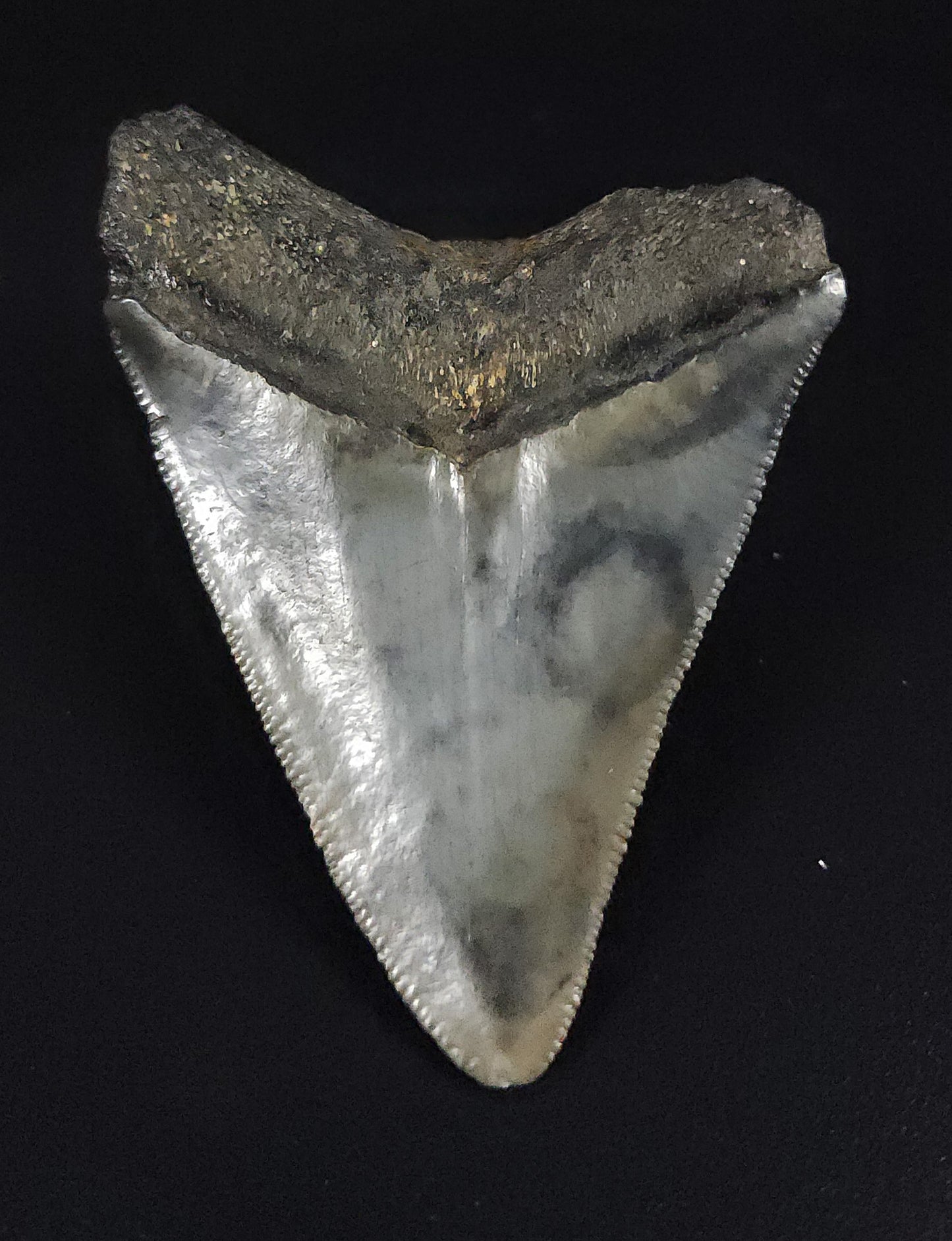 Authentic, 2.55" Fossil Megalodon Tooth - Venice, Florida