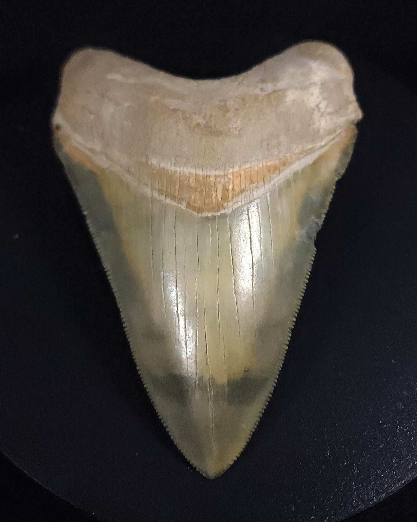 Killer, 4.14" Fossil Megalodon Tooth - Bone Valley, Florida