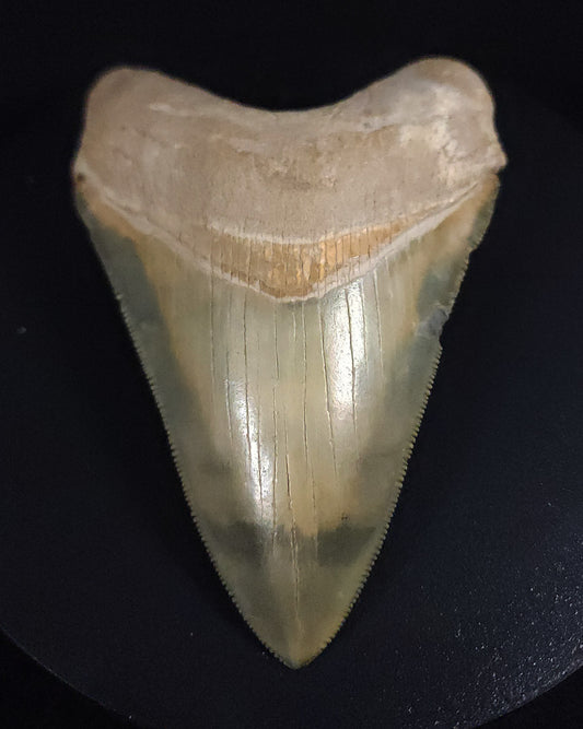 Killer, 4.14" Fossil Megalodon Tooth - Bone Valley, Florida