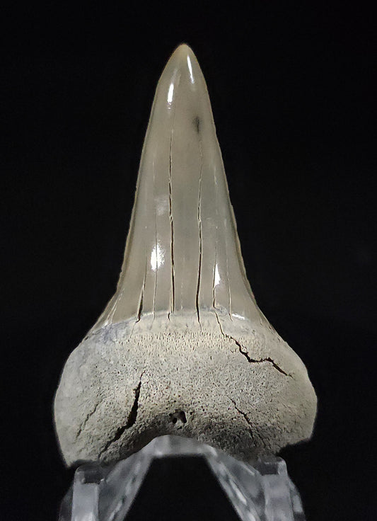 Gorgeous, 2.55" Fossil Mako Tooth - North Carolina