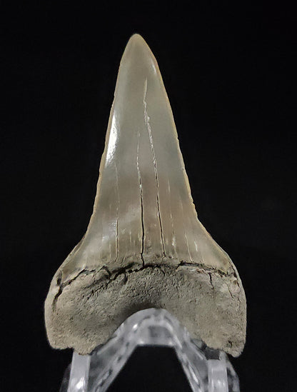 Gorgeous, 2.55" Fossil Mako Tooth - North Carolina