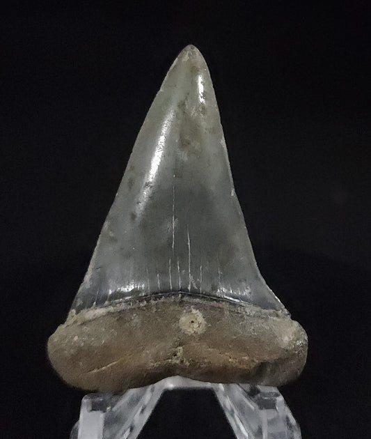 Gorgeous, 2.29" Fossil Mako Tooth - Venice, Florida