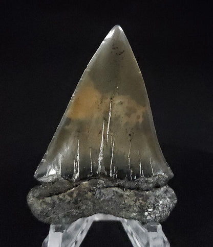 Gorgeous, 2.32" Fossil Mako Tooth - Venice, Florida