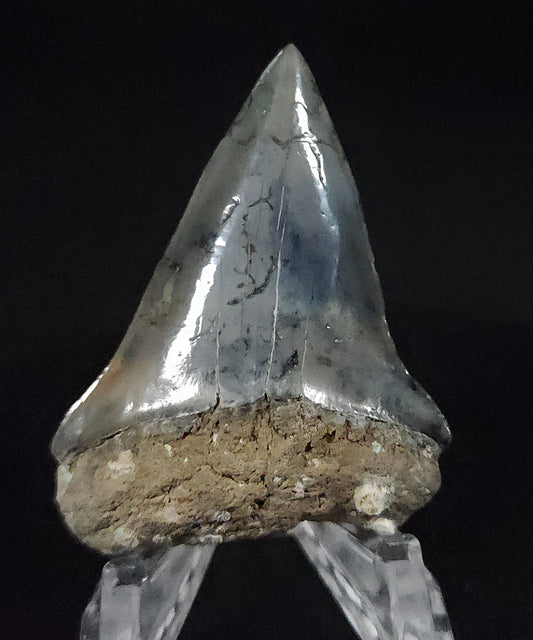 Gorgeous, 2.17" Fossil Mako Tooth - Venice, Florida