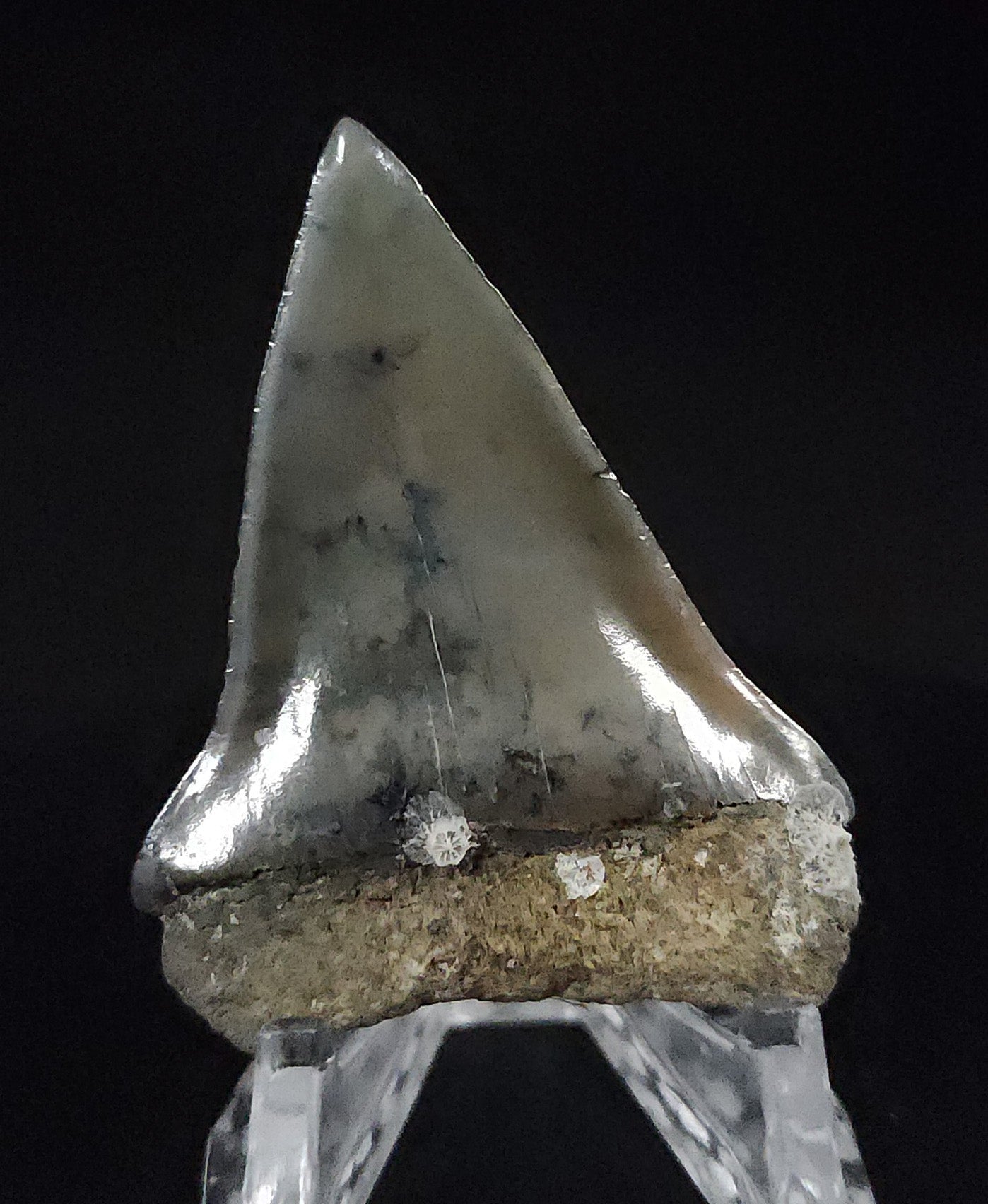 Gorgeous, 2.17" Fossil Mako Tooth - Venice, Florida