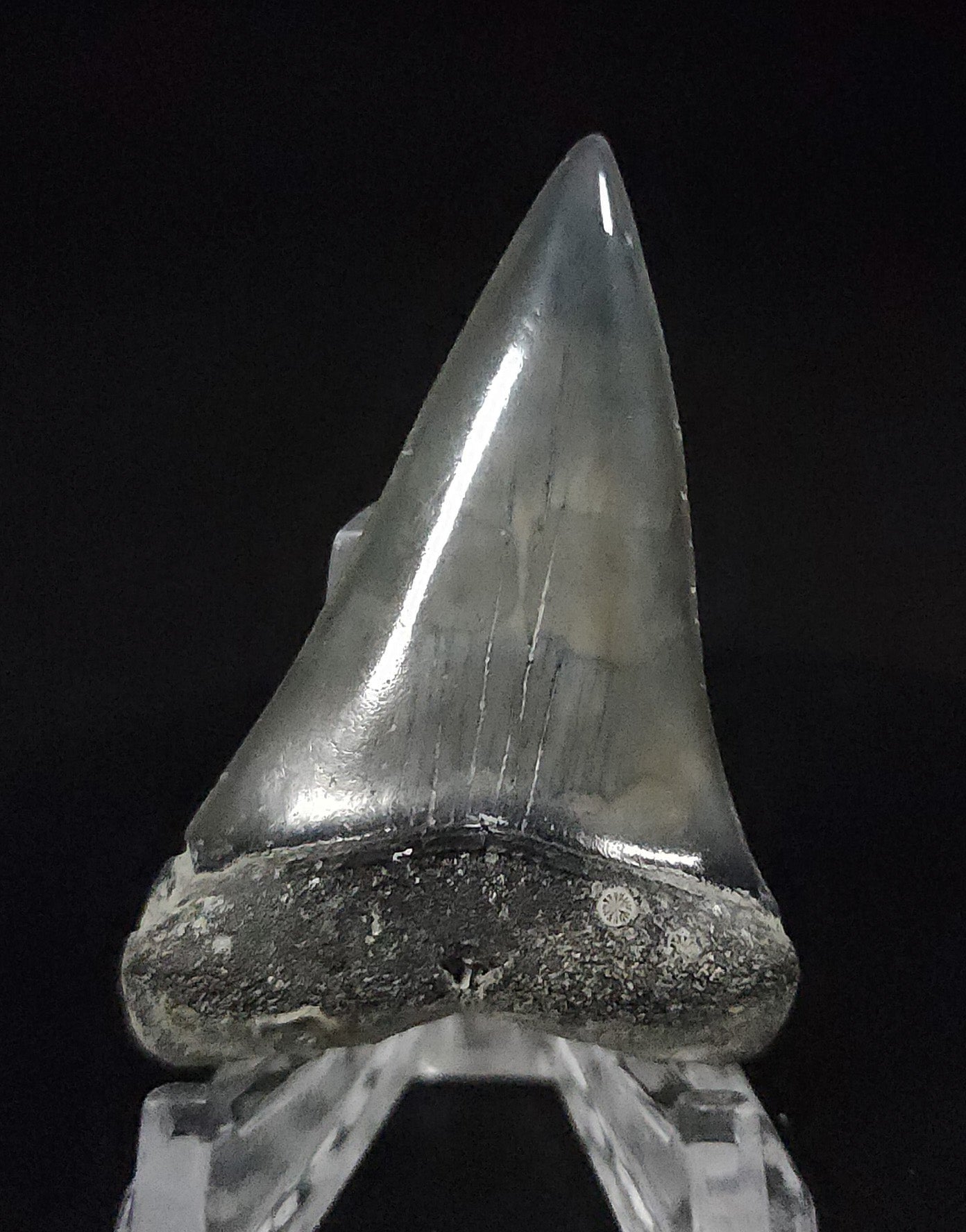 Gorgeous, 2.15" Fossil Mako Tooth - Venice, Florida