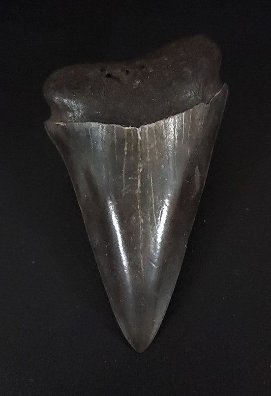 Huge, 2.62" Fossil Mako Tooth - Georgia