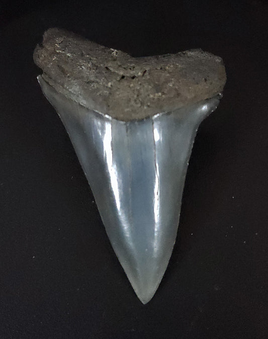 Huge, 2.71" Fossil Mako Tooth - South Carolina