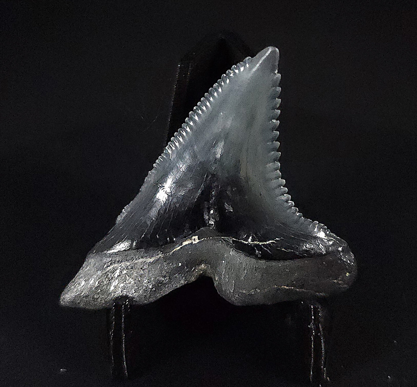 Gorgeous, 1.68" Fossil Hemipristis Tooth - Venice, Florida