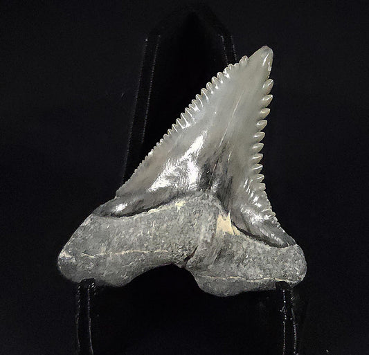 Gorgeous, 1.50" Fossil Hemipristis Tooth - Venice, Florida