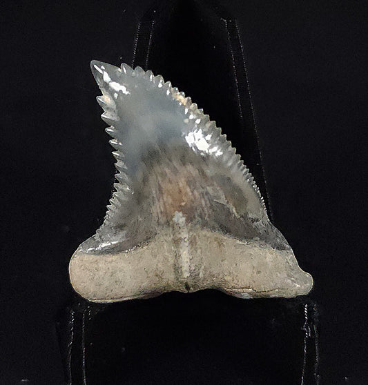 Gorgeous, 1.41" Fossil Hemipristis Tooth - Golden Beach, Florida