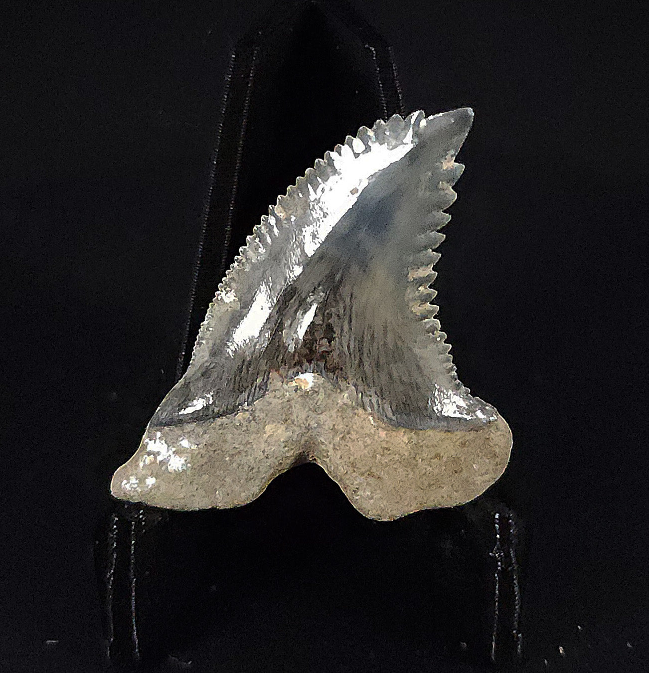 Gorgeous, 1.41" Fossil Hemipristis Tooth - Golden Beach, Florida