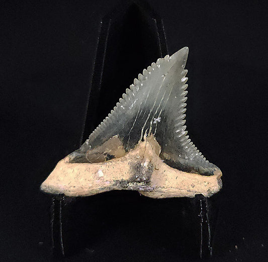 Gorgeous, 1.44" Fossil Hemipristis Tooth - Golden Beach, Florida