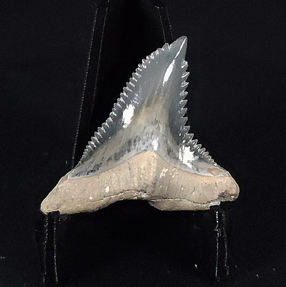 Gorgeous, 1.37" Fossil Hemipristis Tooth - Golden Beach, Florida