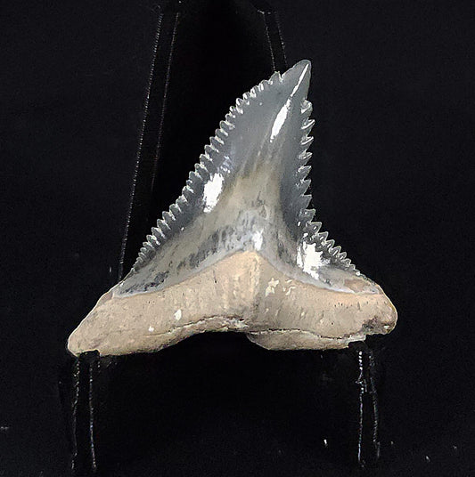 Gorgeous, 1.37" Fossil Hemipristis Tooth - Golden Beach, Florida