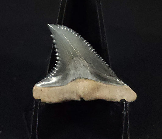 Gorgeous, 1.32" Fossil Hemipristis Tooth - Golden Beach, Florida