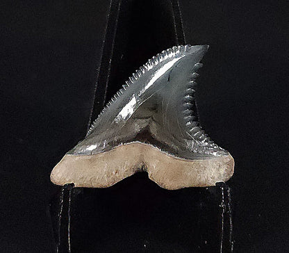 Gorgeous, 1.32" Fossil Hemipristis Tooth - Golden Beach, Florida