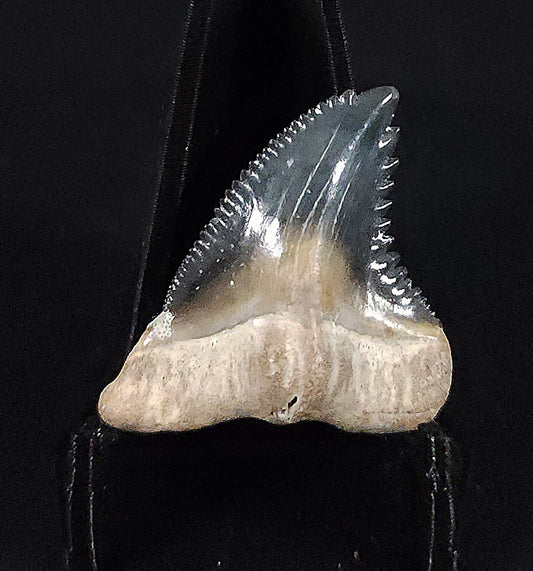 Gorgeous, 1.26" Fossil Hemipristis Tooth - Golden Beach, Florida