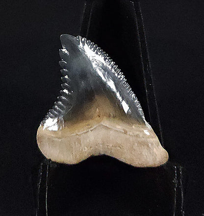 Gorgeous, 1.26" Fossil Hemipristis Tooth - Golden Beach, Florida