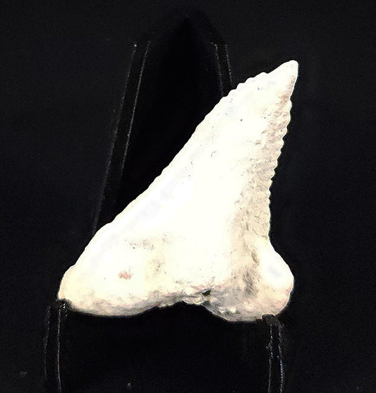 Calcium Encrusted, 1.52" Fossil Hemipristis Tooth - Venice, Florida