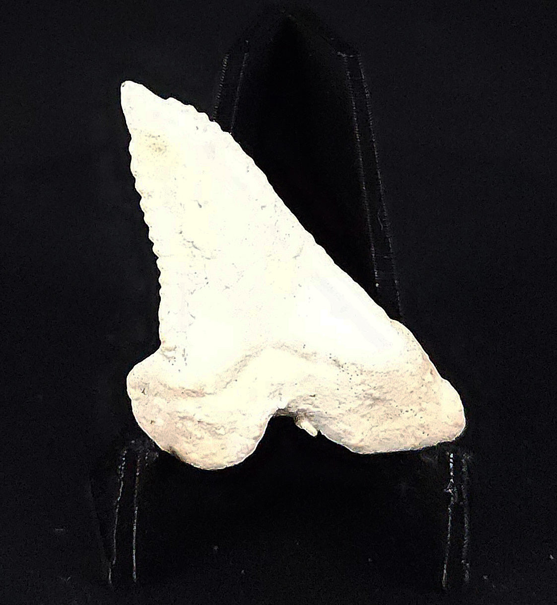 Calcium Encrusted, 1.52" Fossil Hemipristis Tooth - Venice, Florida