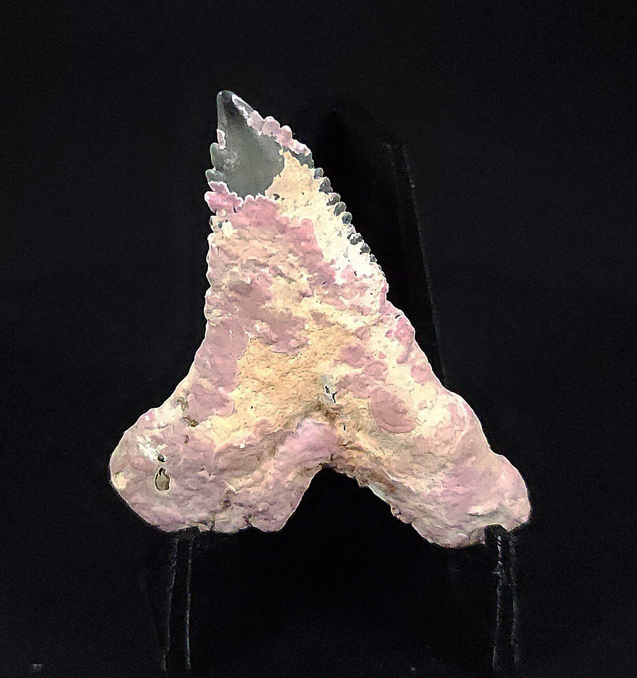 Calcium Encrusted, 1.66" Fossil Hemipristis Tooth - Venice, Florida