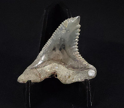 Gorgeous, 1.55" Fossil Hemipristis Tooth - Golden Beach, Florida