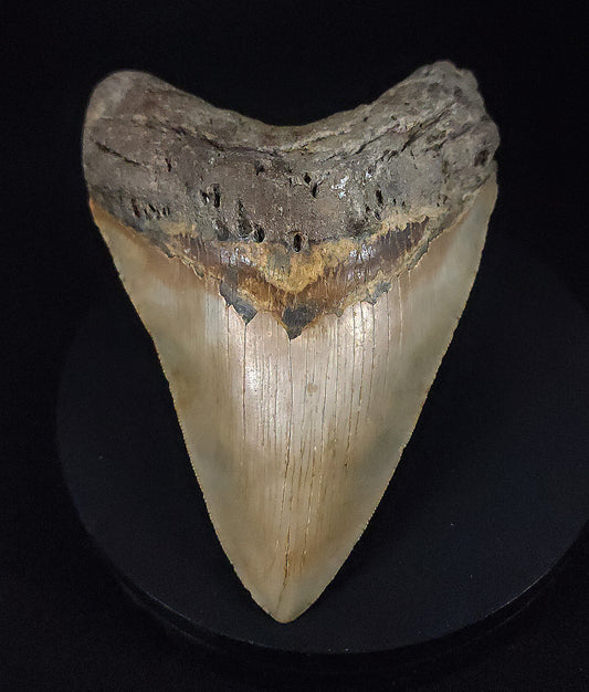 Authentic, 5.15" Fossil Megalodon Tooth - Meg Ledge