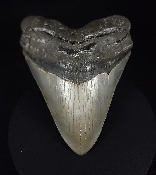 Authentic, 5.17" Fossil Megalodon Tooth - Meg Ledge