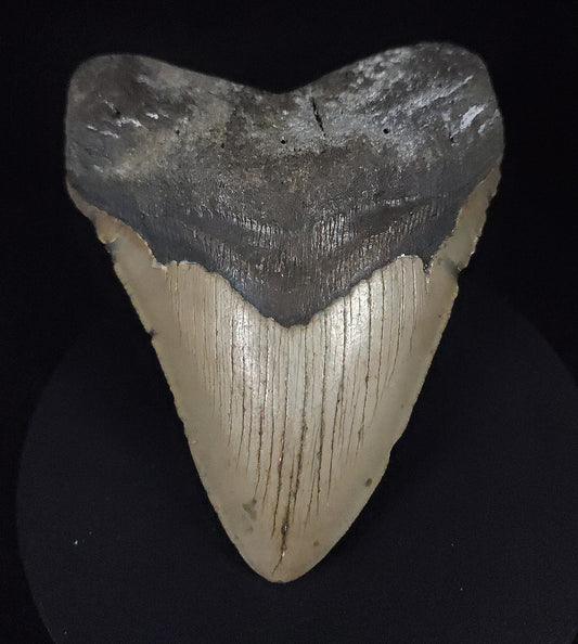 Authentic, 5.21" Fossil Megalodon Tooth - Meg Ledge