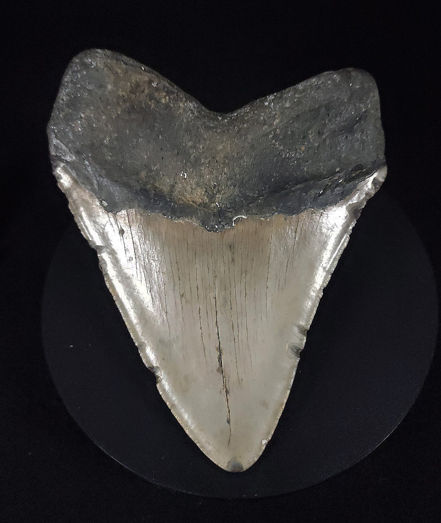 Authentic, 5.21" Fossil Megalodon Tooth - Meg Ledge