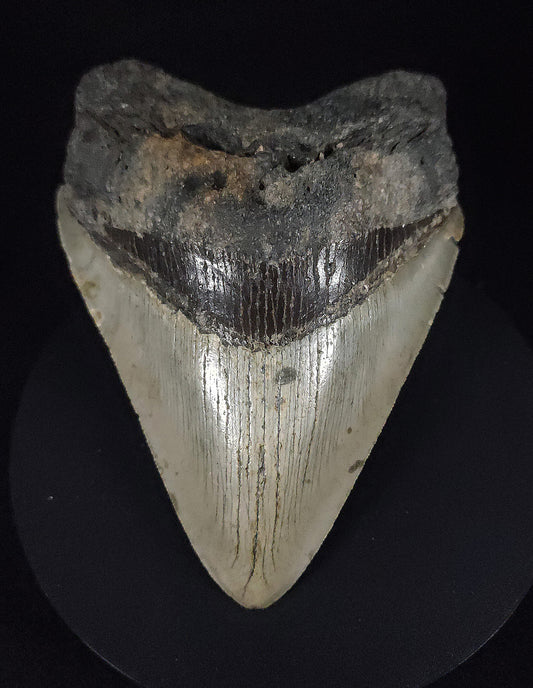 Authentic, 5.22" Fossil Megalodon Tooth - Meg Ledge