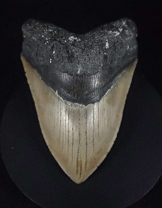 Authentic, 5.24" Fossil Megalodon Tooth - Meg Ledge