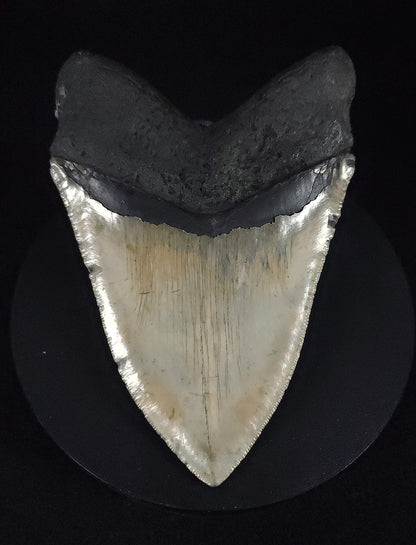Authentic, 5.24" Fossil Megalodon Tooth - Meg Ledge