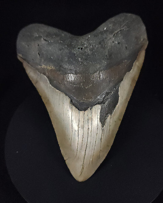 Authentic, 5.50" Fossil Megalodon Tooth - Meg Ledge