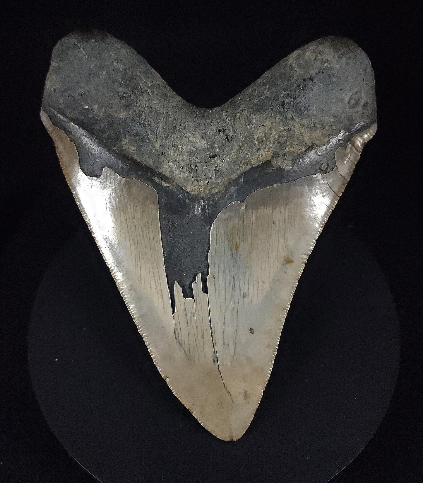 Authentic, 5.50" Fossil Megalodon Tooth - Meg Ledge