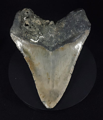Authentic, 5.70" Fossil Megalodon Tooth - Meg Ledge