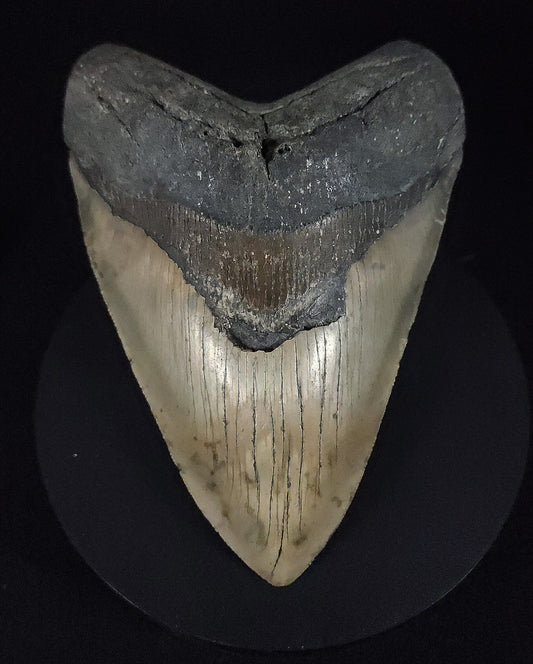 Authentic, 5.95" Fossil Megalodon Tooth - Meg Ledge